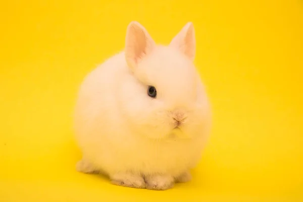 Netter Hase Lustige Kaninchen Portrait Studio — Stockfoto