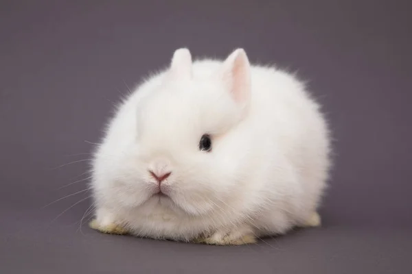 Cute Bunny Funny Rabbit Portrait Studio — Stock Photo, Image