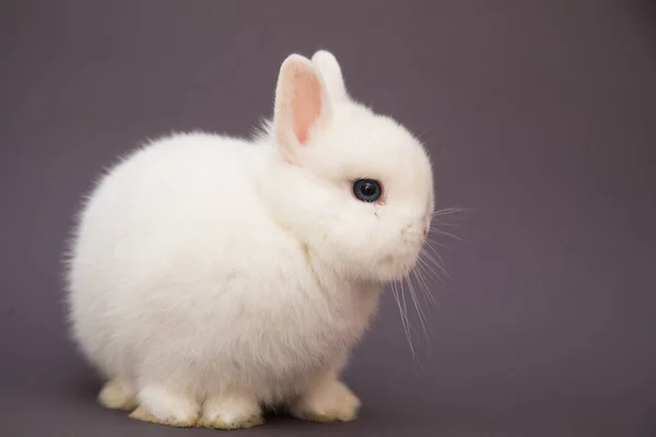 Cute Bunny Funny Rabbit Portrait Studio — Stock Photo, Image