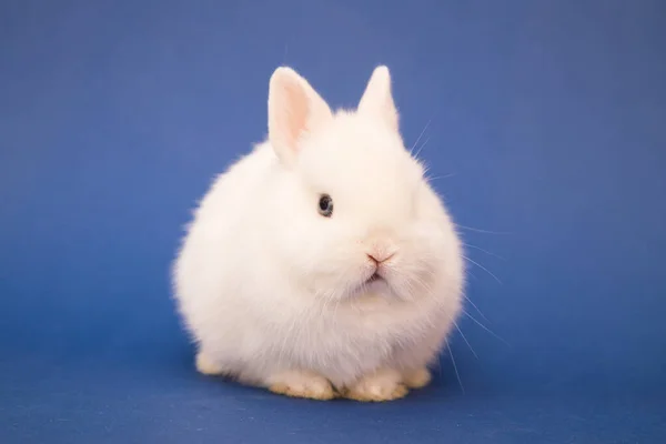 Cute Bunny Funny Rabbit Portrait Studio — Stock Photo, Image