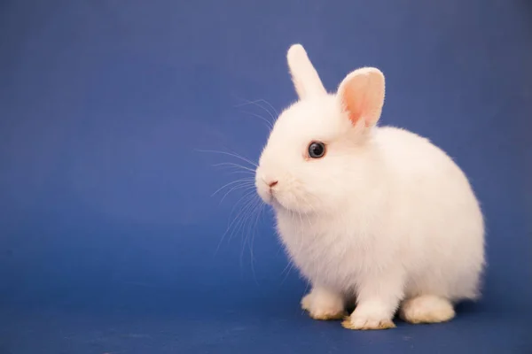 かわいいウサギ面白いウサギの肖像画スタジオ — ストック写真