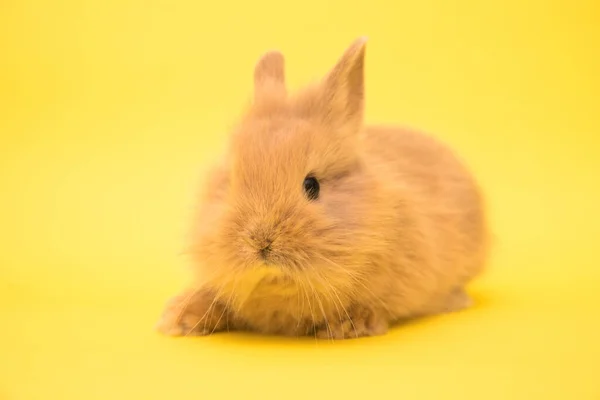 Mignon Lapin Drôle Studio Portrait Lapin — Photo