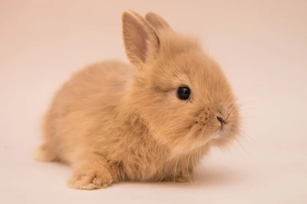 かわいいウサギ面白いウサギの肖像画スタジオ — ストック写真