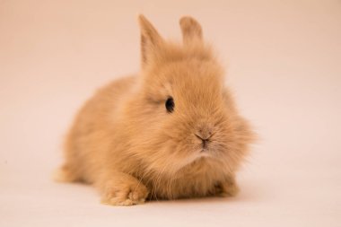 Şirin tavşan komik tavşan portresi stüdyosu