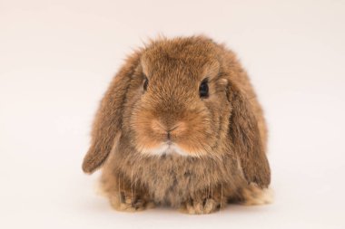 Şirin tavşan komik tavşan portresi stüdyosu