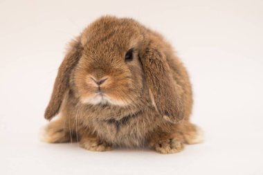 Şirin tavşan komik tavşan portresi stüdyosu