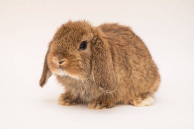 Şirin tavşan komik tavşan portresi stüdyosu