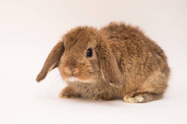 Şirin tavşan komik tavşan portresi stüdyosu