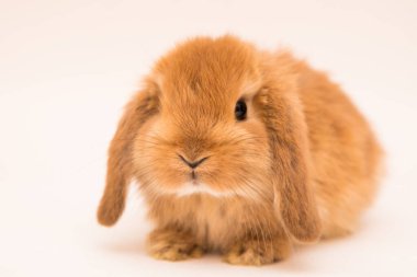 Şirin tavşan komik tavşan portresi stüdyosu