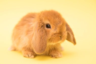 Şirin tavşan komik tavşan portresi stüdyosu