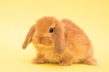 Şirin tavşan komik tavşan portresi stüdyosu