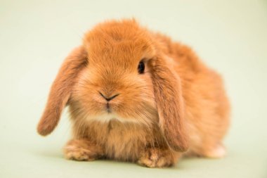 Şirin tavşan komik tavşan portresi stüdyosu