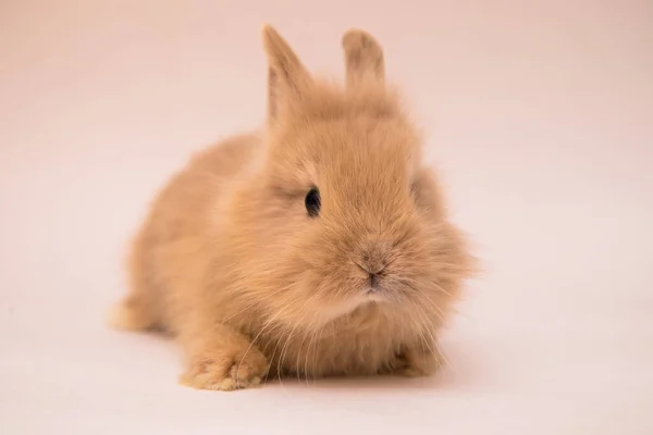 Netter Hase Lustige Kaninchen Portrait Studio — Stockfoto