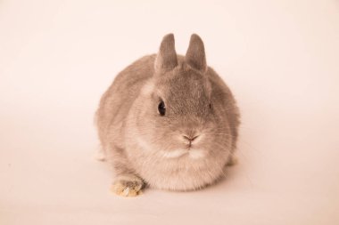 Komik bir tavşan resmi..