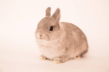 Komik bir tavşan resmi..