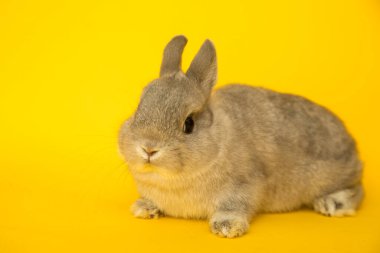 Komik bir tavşan resmi..