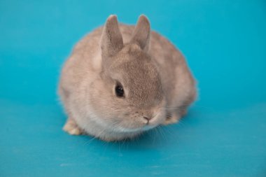 Komik bir tavşan resmi..