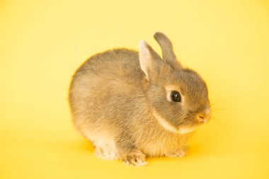 Komik bir tavşan resmi..