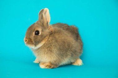 Komik bir tavşan resmi..