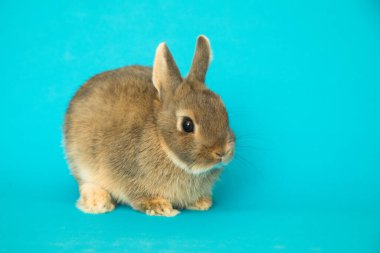 Komik bir tavşan resmi..