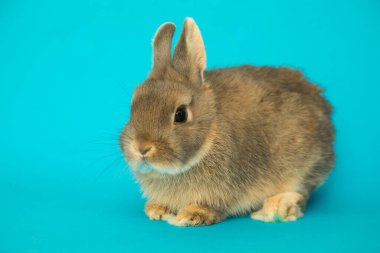 Komik bir tavşan resmi..