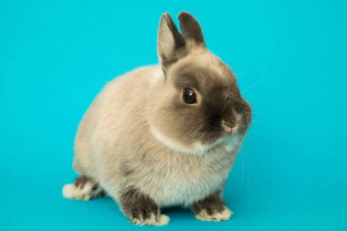 Komik bir tavşan resmi..