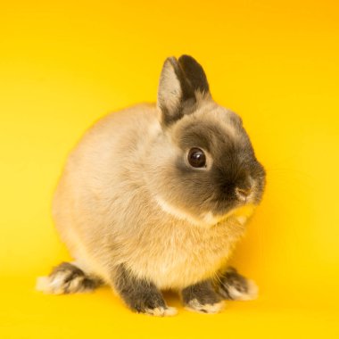 Komik bir tavşan resmi..