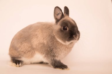 Komik bir tavşan resmi..