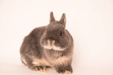 Komik bir tavşan resmi..