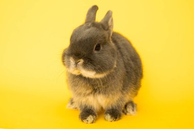 Komik bir tavşan resmi..