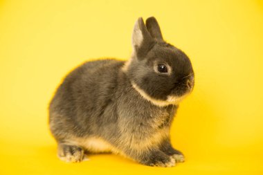 Komik bir tavşan resmi..