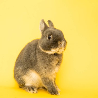 Komik bir tavşan resmi..