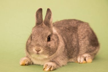 Komik bir tavşan resmi..