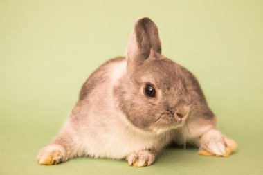 Komik bir tavşan resmi..