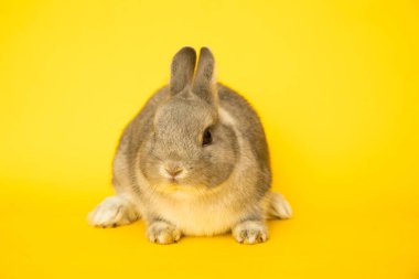 Komik bir tavşan resmi..