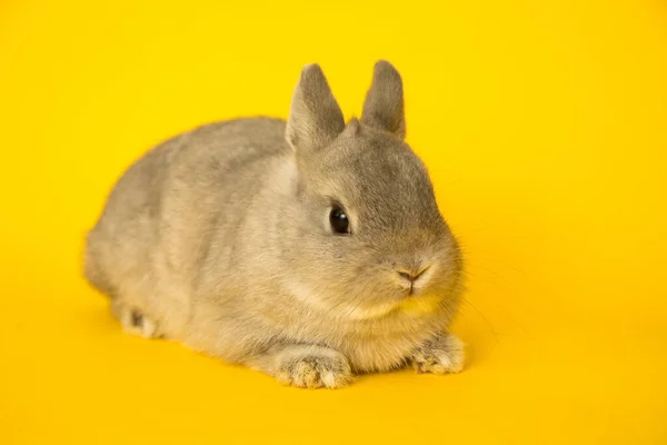 Imagem de um coelho engraçado. — Fotografia de Stock