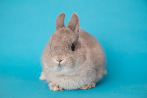 一只有趣的兔子的图片. — 图库照片