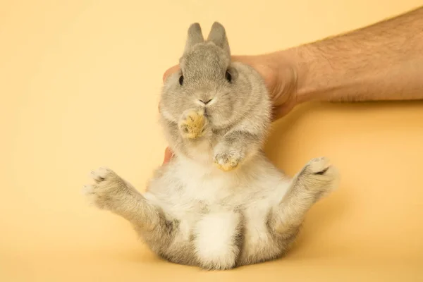 面白いウサギのイメージ. — ストック写真