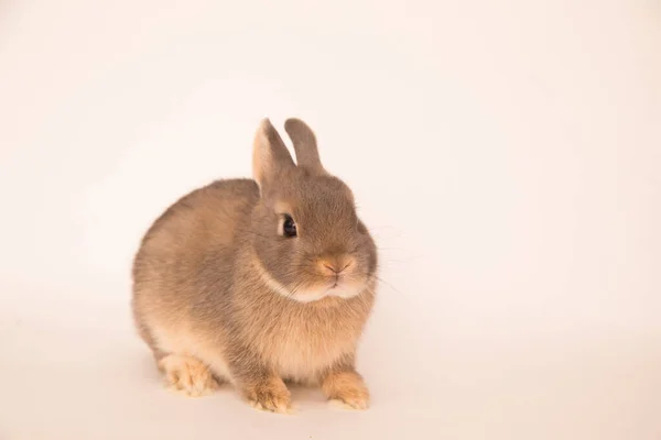 一只有趣的兔子的图片. — 图库照片