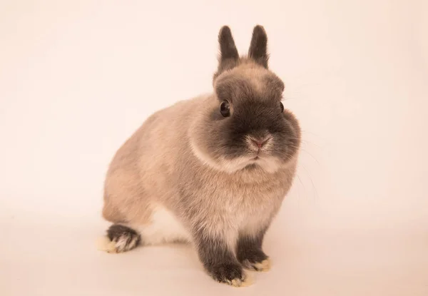 Afbeelding van een grappig konijn. — Stockfoto