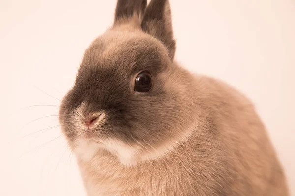 Obraz zabawnego królika. — Zdjęcie stockowe