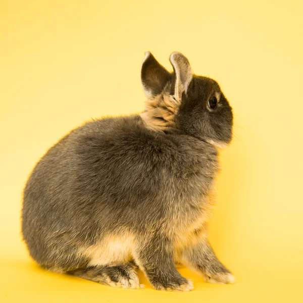 Image of a funny bunny rabbit. — Foto Stock