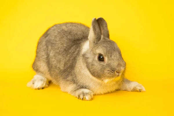 Image of a funny bunny rabbit. — ストック写真