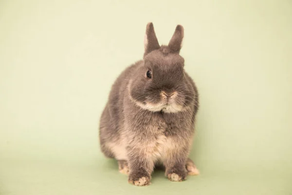 Komik bir tavşan resmi.. — Stok fotoğraf