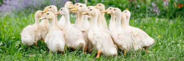 Yellow Little Cute Ducklings Grass — Stock Photo, Image