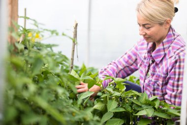 Serada çalışan dost canlısı çiftçi..