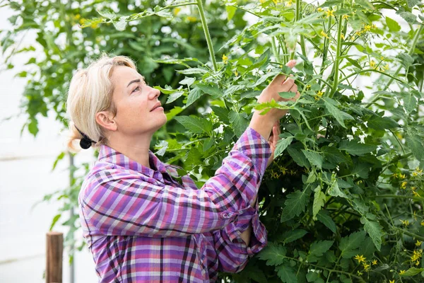 Vänlig Jordbrukare Arbete Växthus — Stockfoto