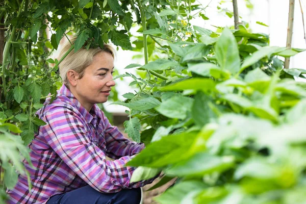 温室で働くフレンドリーな農家 — ストック写真