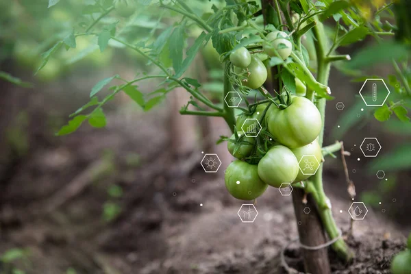 Diagram of physical natural indicators for growing plants on the background of vegetables