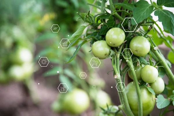 Diagram of physical natural indicators for growing plants on the background of vegetables